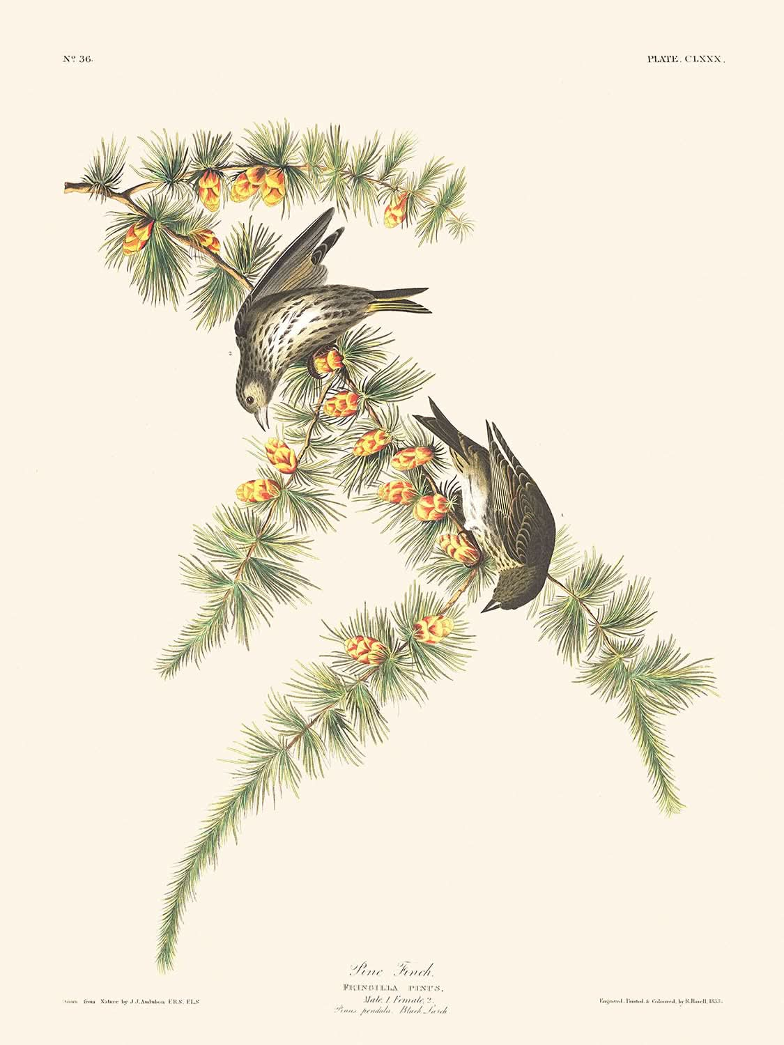 Pine Finch by John James Audubon 1827