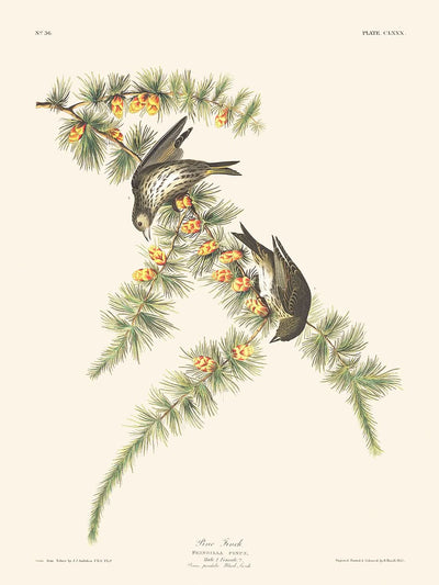 Pinson des pins de John James Audubon 1827