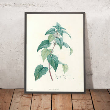 A framed image of Dead-Nettles (Lamium, Plate 21) by Pierre Joseph Redouté, 1805