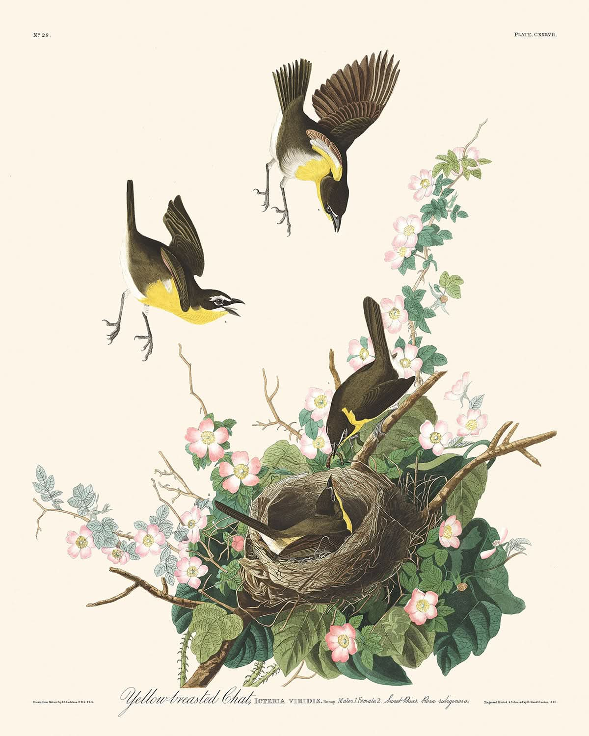 Paruline polyglotte de John James Audubon, 1827