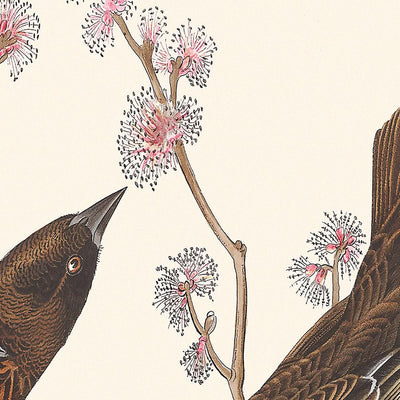 Red Winged Starling (Marsh Blackbird) by John James Audubon 1827