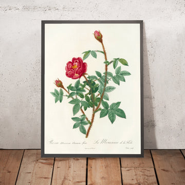 A framed image of Rosa Muscosa Anemone-Flora by Pierre Joseph Redouté, 1817
