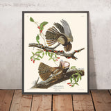 Chuck-will's Widow von John James Audubon, 1827 
