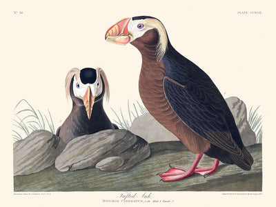 Tufted Auk by John James Audubon, 1827