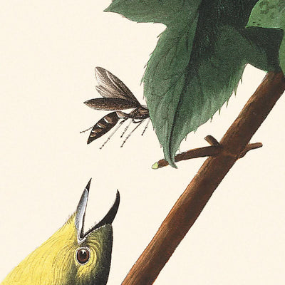 Vireo de garganta amarilla, de John James Audubon, 1827