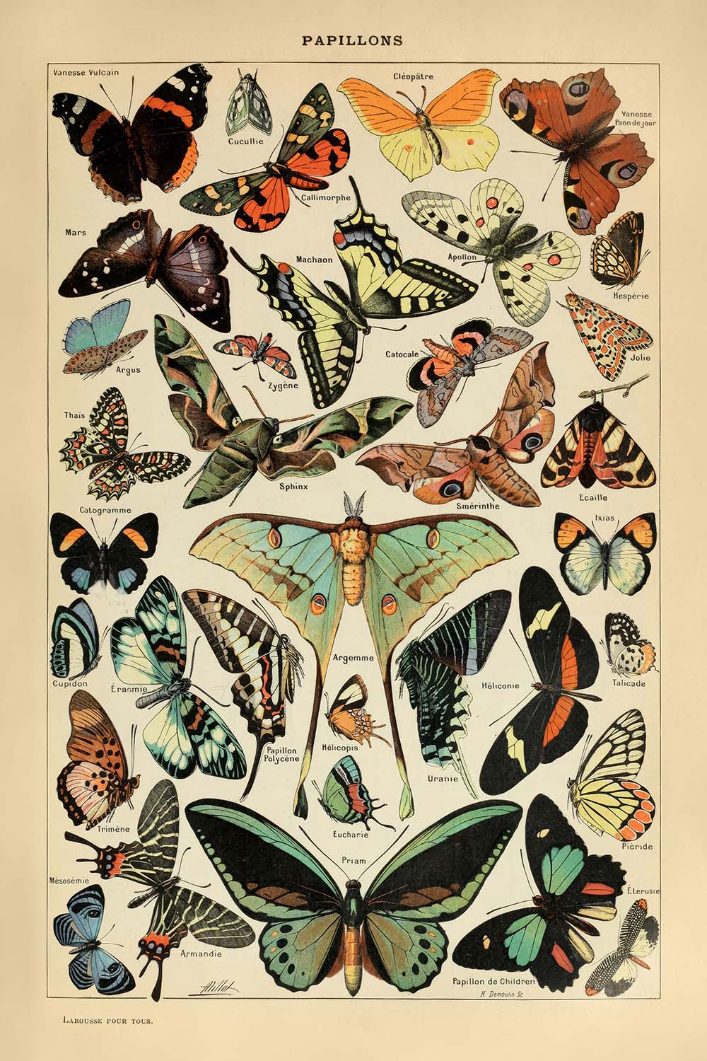 Schmetterlinge von Adolphe Millot 1890 