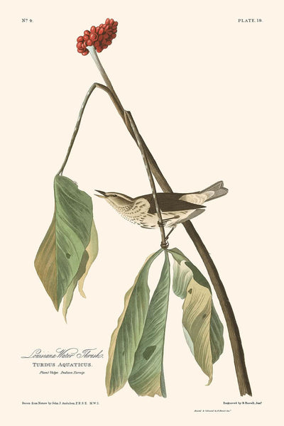 Zorzal de agua de Luisiana, por John James Audubon, 1827