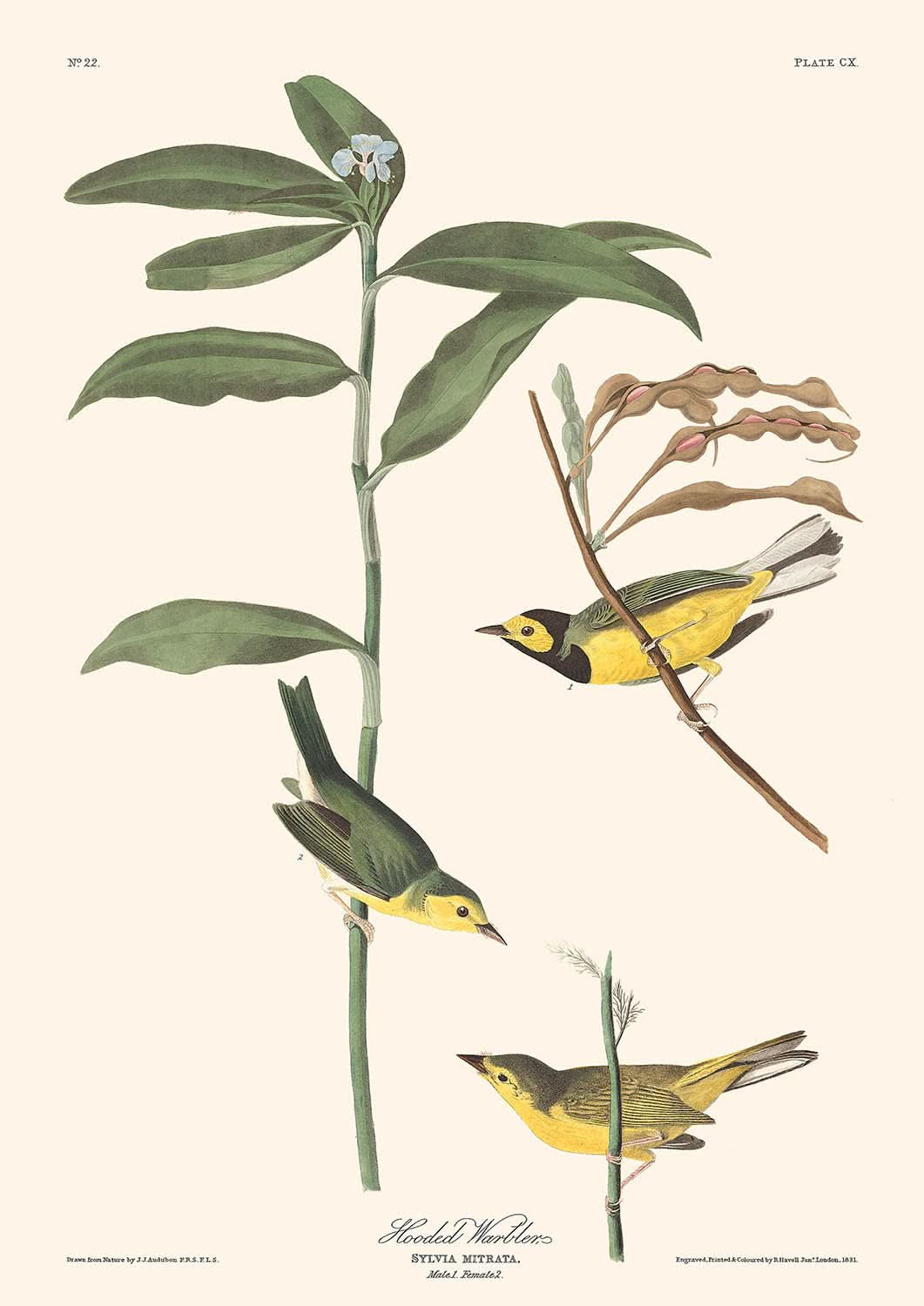 Curruca encapuchada, de John James Audubon, 1827