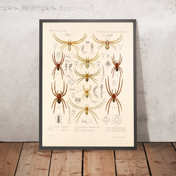 A framed image of 