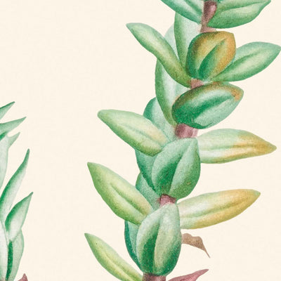 Crassula rouge de Pierre-Joseph Redouté, 1802