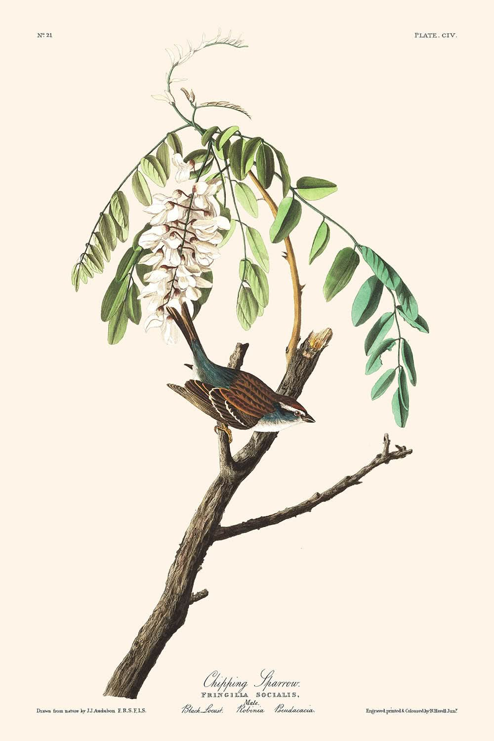 Gorrión chipping, de John James Audubon, 1827