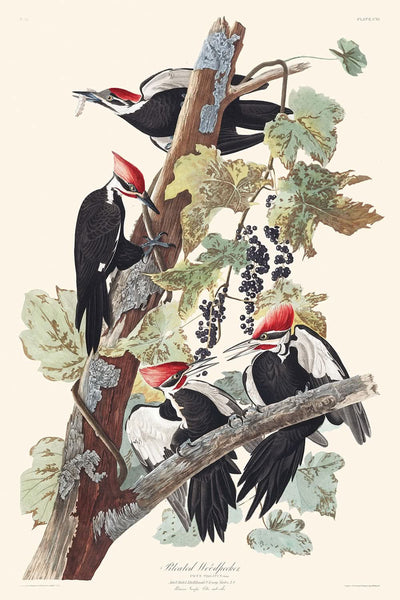 Piliated Woodpecker von John James Audubon 1827 