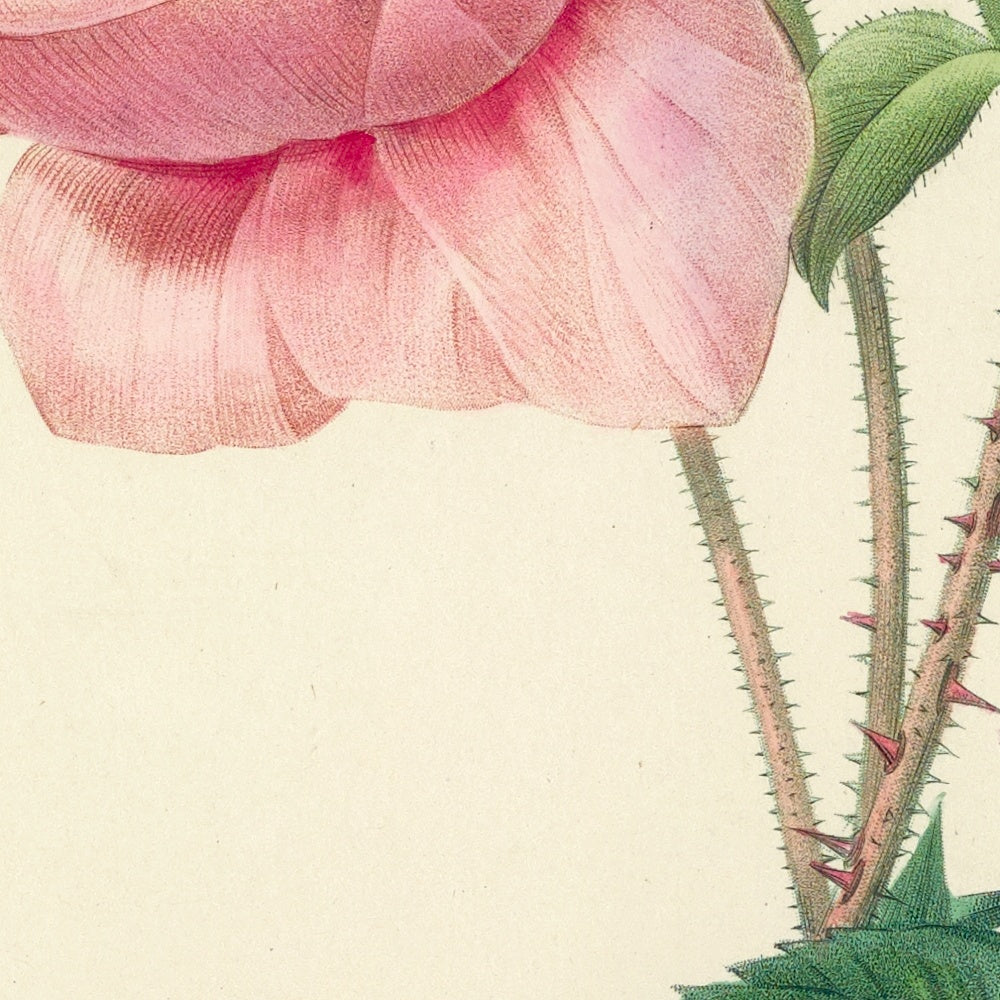 Rose (Rosa centifolia bullata, Plate 89) by Pierre Joseph Redouté