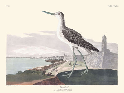 Grünschenkel von John James Audubon, 1827