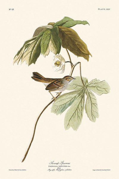 Swamp Sparrow by John James Audubon, 1827