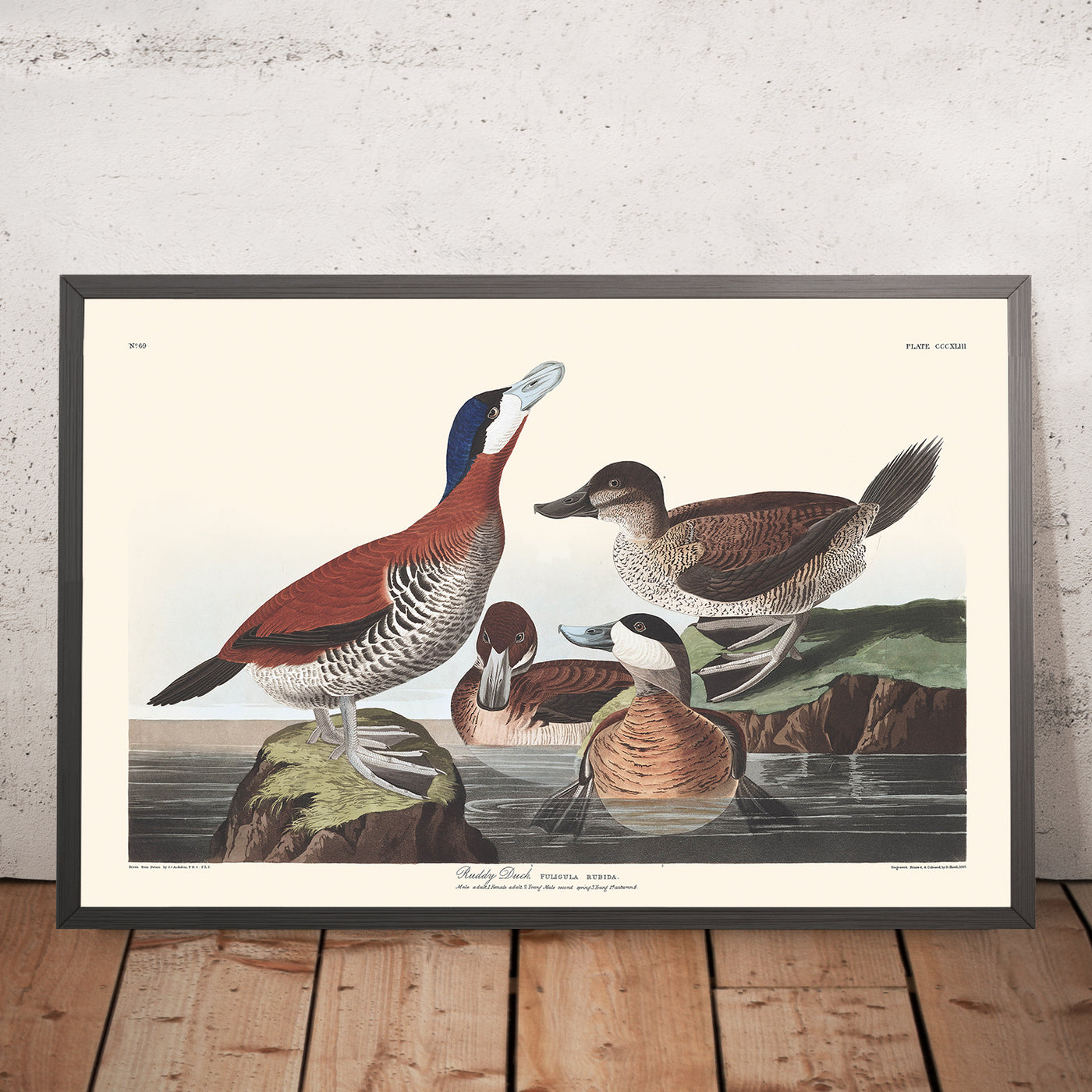 A framed image of Ruddy Duck Plate 343 by John James Audubon 1827