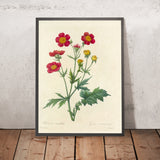 Scarlet Avens (Geum cocineum, Plate 12) by Pierre Joseph Redouté, 1827