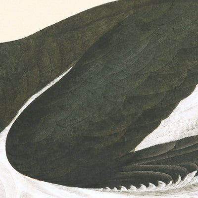 Ostrero común, de John James Audubon, 1827