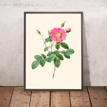 Rosa di Cavolo di Pierre-Joseph Redouté, 1817 