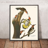 Golden-winged Woodpecker by John James Audubon, 1827