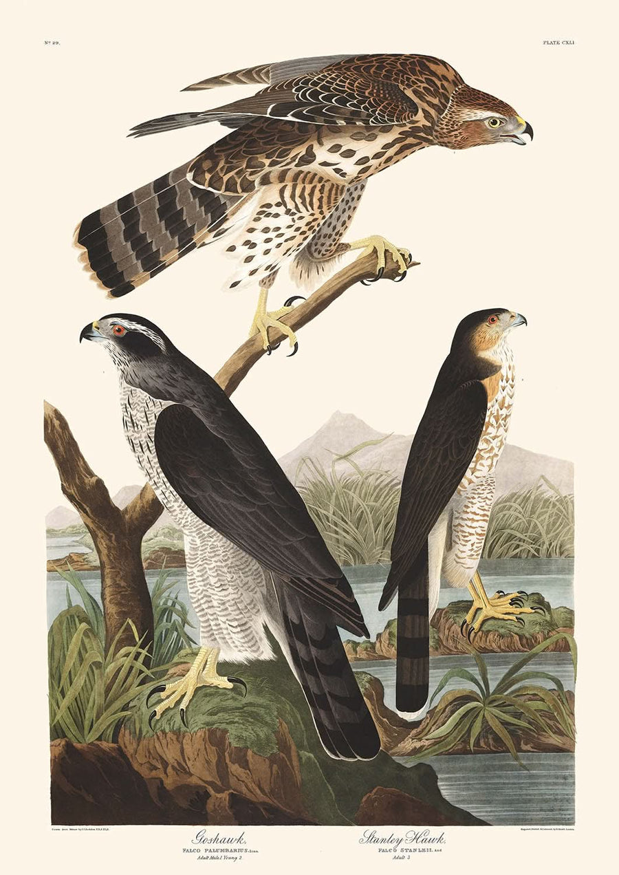 Gheppio e Falco di Stanley di John James Audubon, 1827 