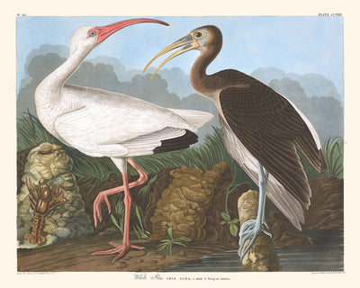 Ibis blanco de John James Audubon, 1827