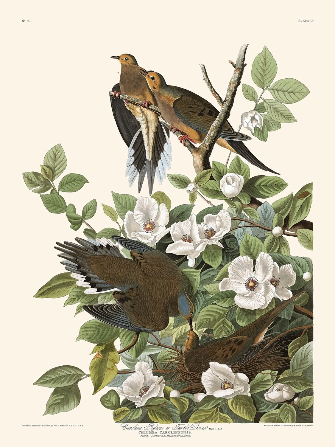 Carolina-Taube von John James Audubon, 1827