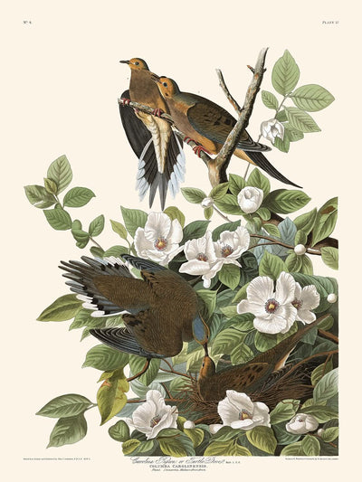 Paloma de Carolina, de John James Audubon, 1827