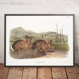 Bachman's Hare (Lepus bachmani) by John Woodhouse Audubon, 1845