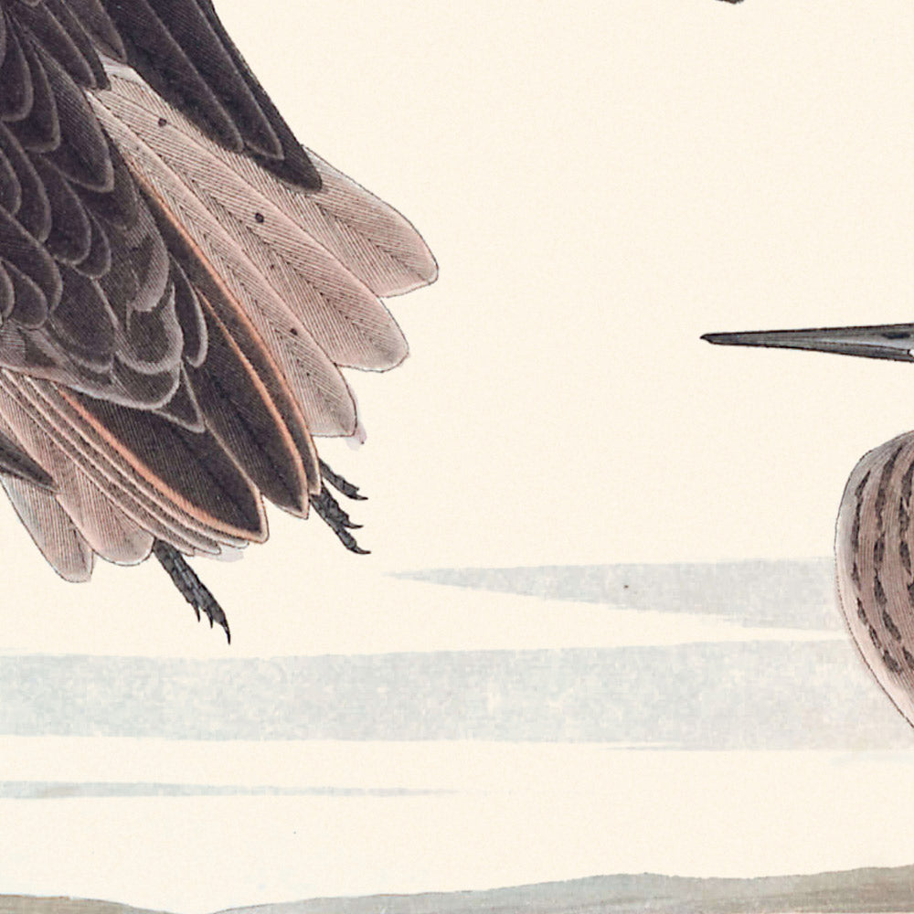 Schinz's Sandpiper by John James Audubon, 1827