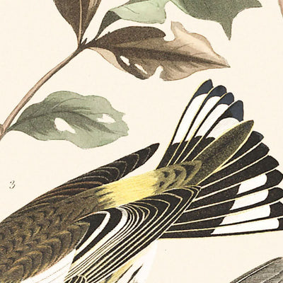 Golden-winged Warbler and Cape May Warbler by Audubon, 1827