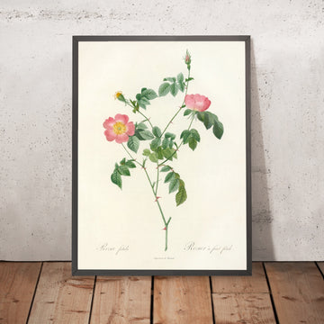 A framed image of Yellow Rose (Rosa foetida) by Pierre Joseph Redouté, 1817