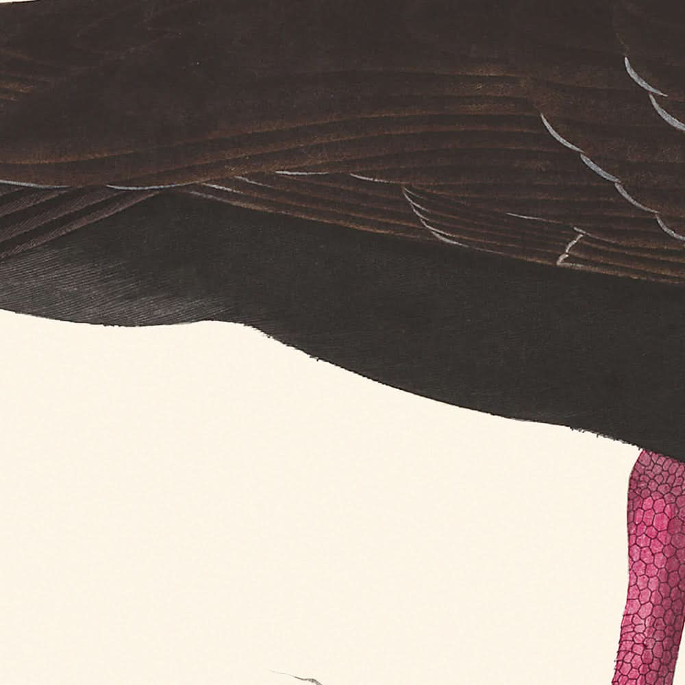 Ostrero patiblanco u ostrero de pico fino, de John James Audubon, 1827