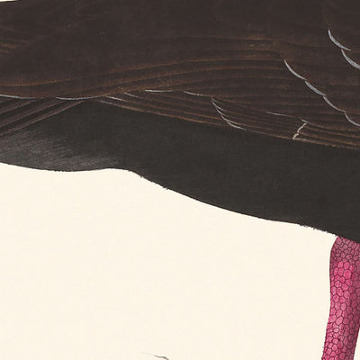 White-legged Oyster-catcher, or Slender-billed Oyster-catcher by John James Audubon, 1827