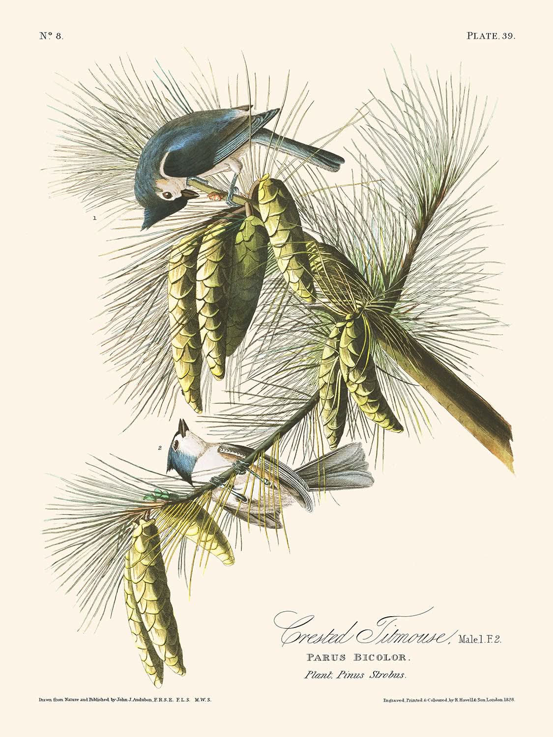 Haubenmeise von John James Audubon, 1827