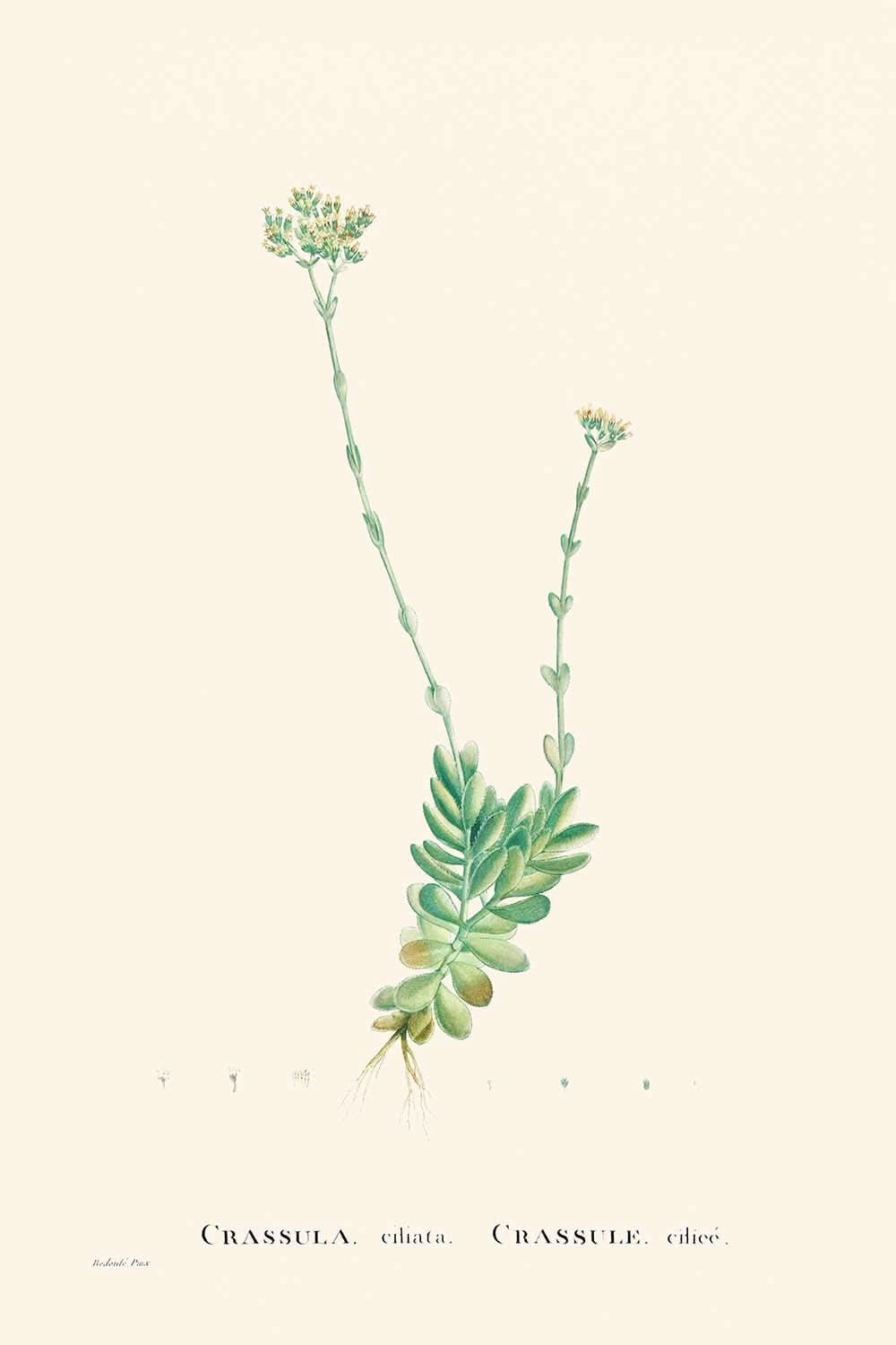 Pigmyweeds von Pierre-Joseph Redouté, 1802