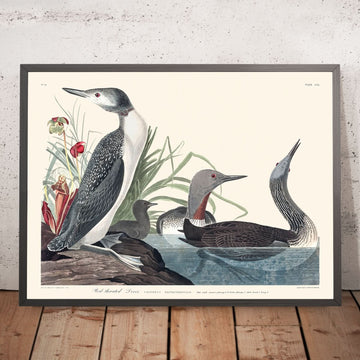 Uccello dal collo rosso di John James Audubon, 1827 
