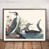Rothals-Taucher von John James Audubon, 1827 