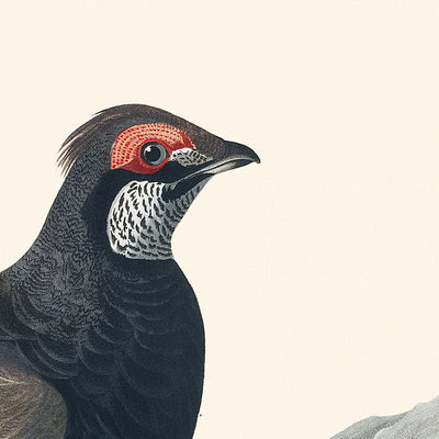 Urogallo de cola larga o urogallo oscuro, de John James Audubon, 1827