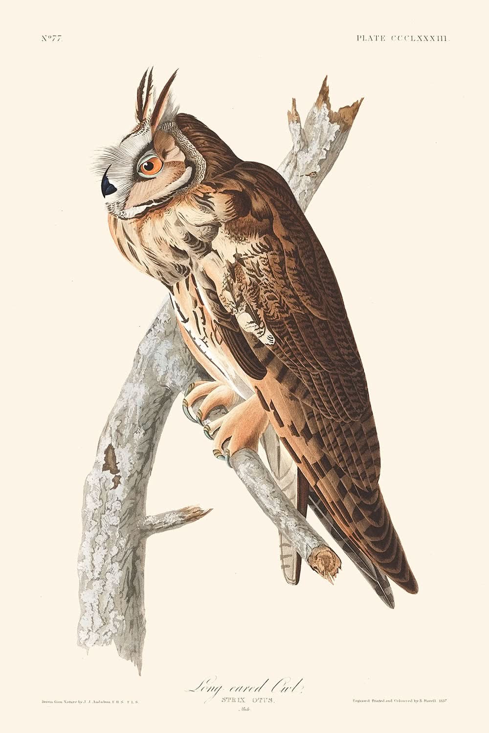 Langohr-Eule von John James Audubon, 1827 