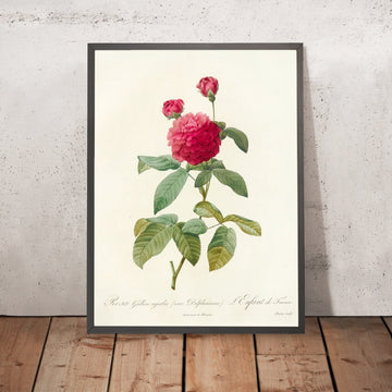A framed image of Rosa gallica ‘Agatha’ (Var. Delphiniana) by Pierre Joseph Redouté, 1817