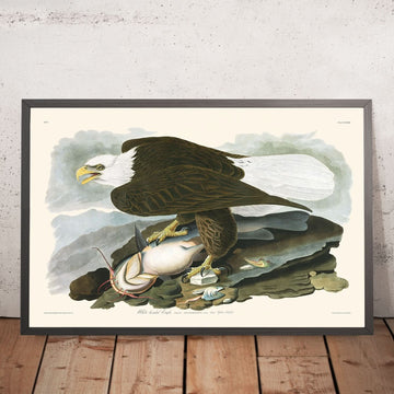 Aquila testa bianca di John James Audubon, 1827 