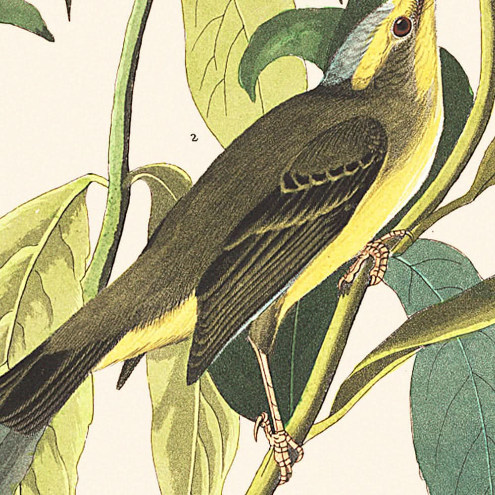 Papamoscas de cabeza negra verde, de John James Audubon, 1827