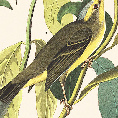 Papamoscas de cabeza negra verde, de John James Audubon, 1827