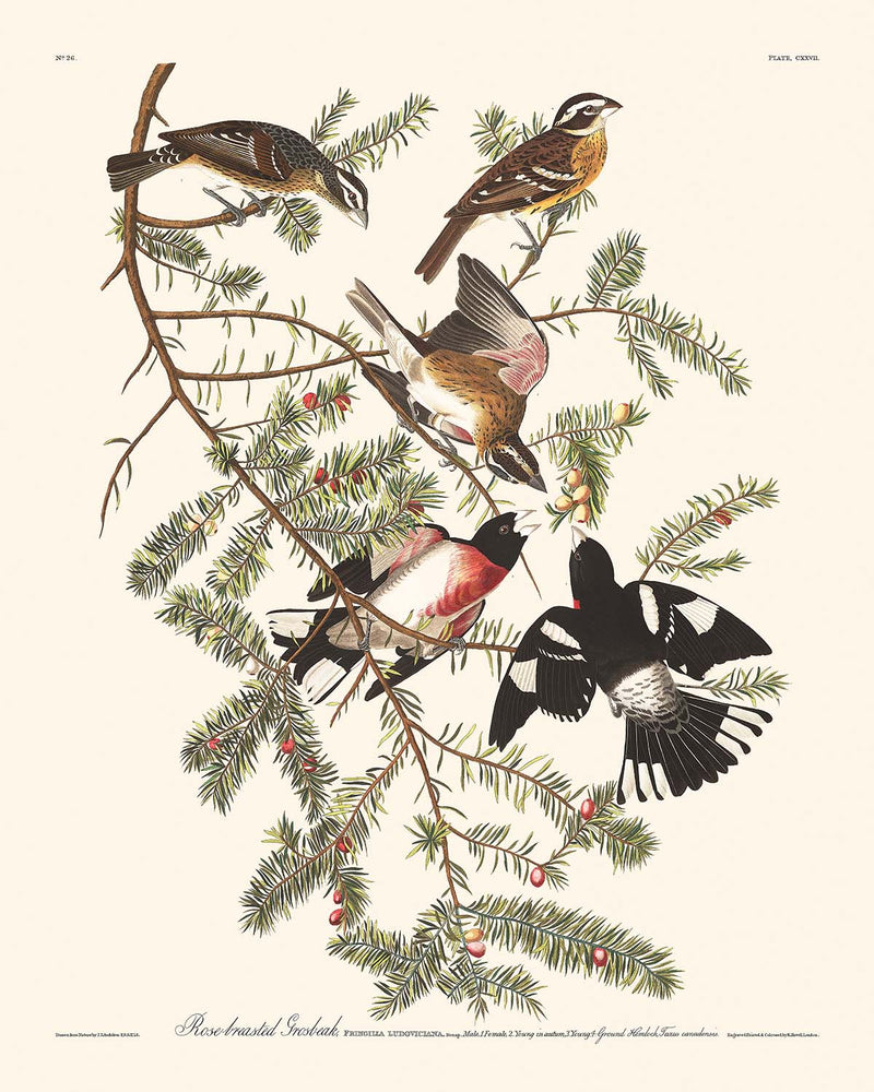 Visualiser thumbnail artwork