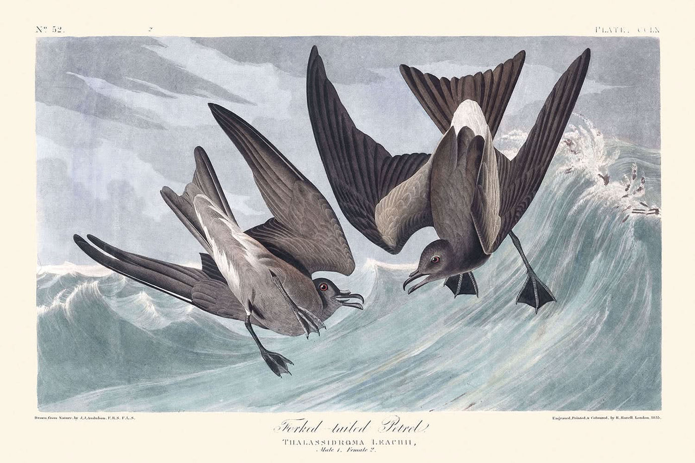 Pétrel à queue fourchue par John James Audubon, 1827