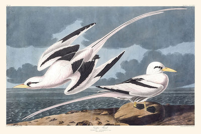 Pájaro tropical de John James Audubon, 1827