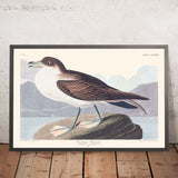 Puffino errante di John James Audubon, 1827 