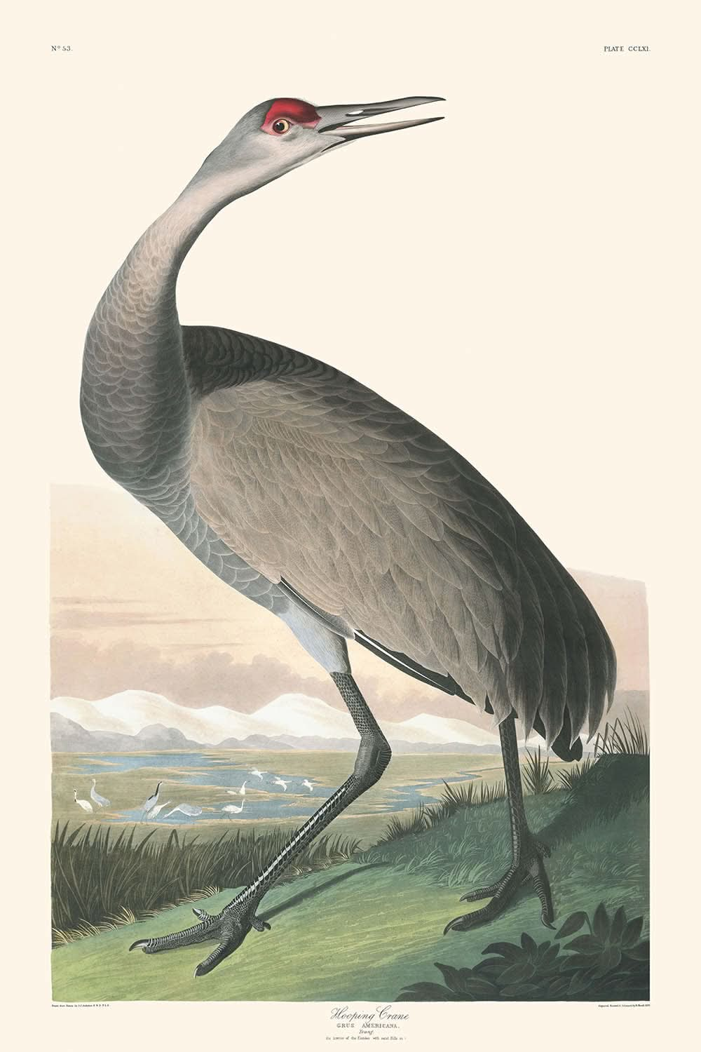 Grulla arqueada, de John James Audubon, 1827