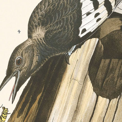 Pájaro carpintero de cabeza roja, de John James Audubon, 1827